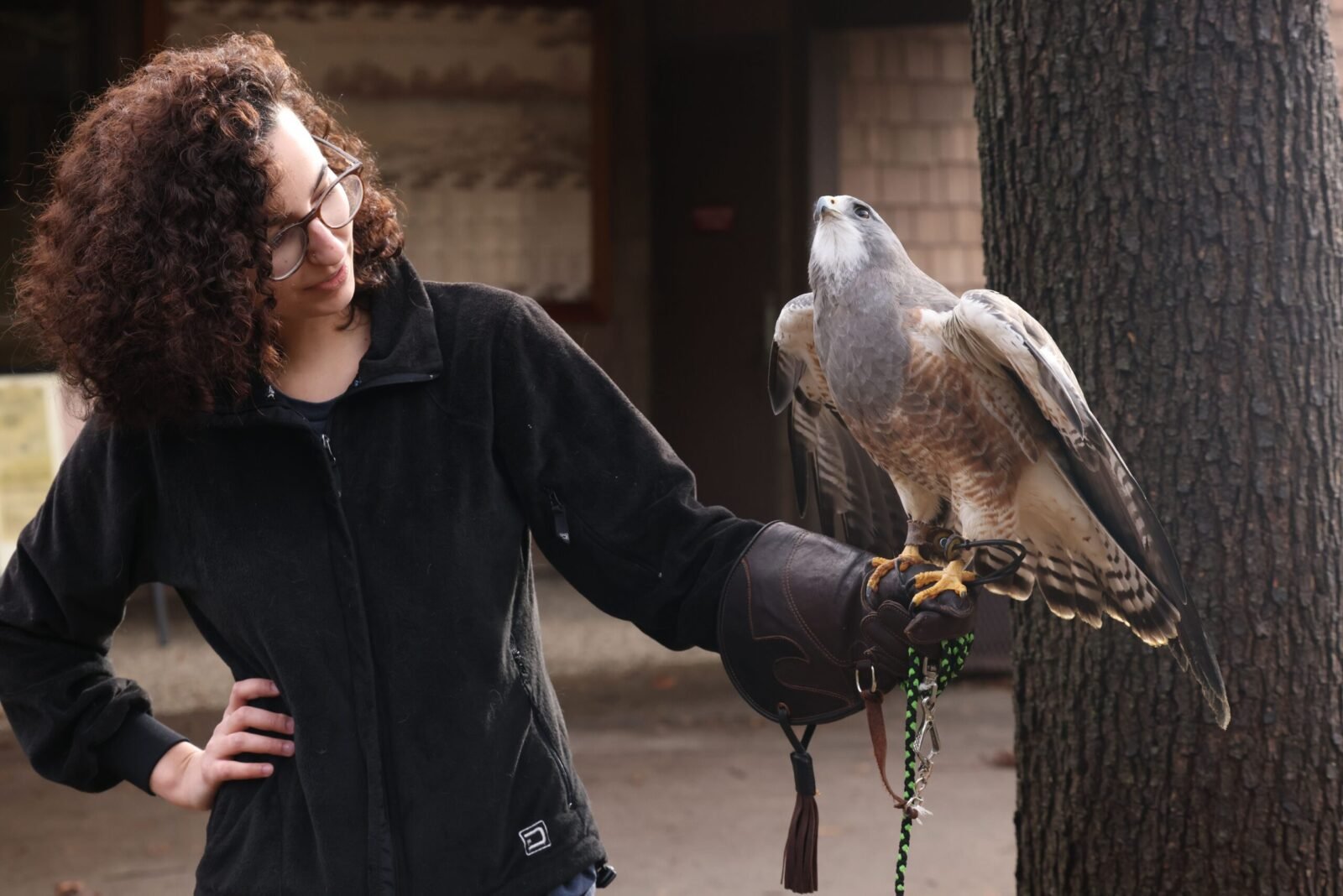 Woman with curly hair holding a falcon on a glove, engaged in falconry outdoors.