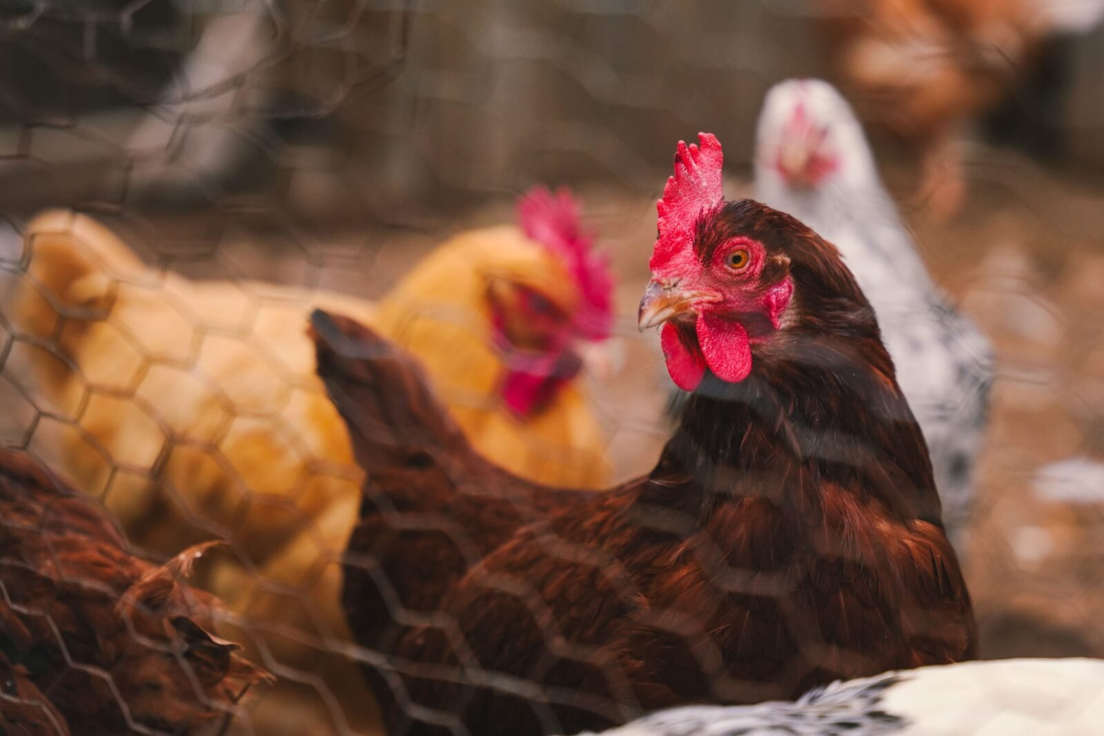 Colorful hens inside a fenced chicken coop on a farm.