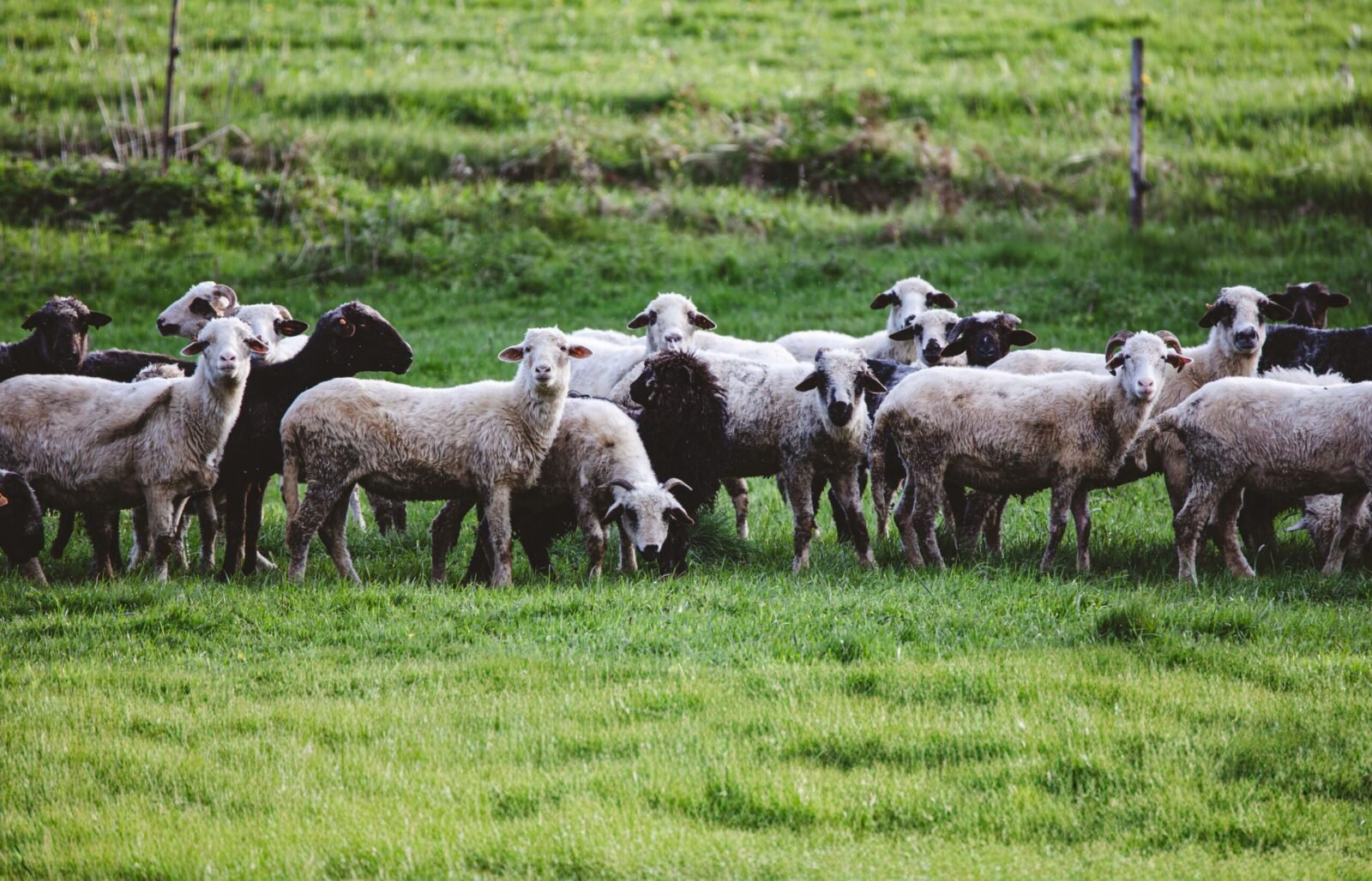 A peaceful flock of sheep grazing in a vibrant green pasture in daylight.