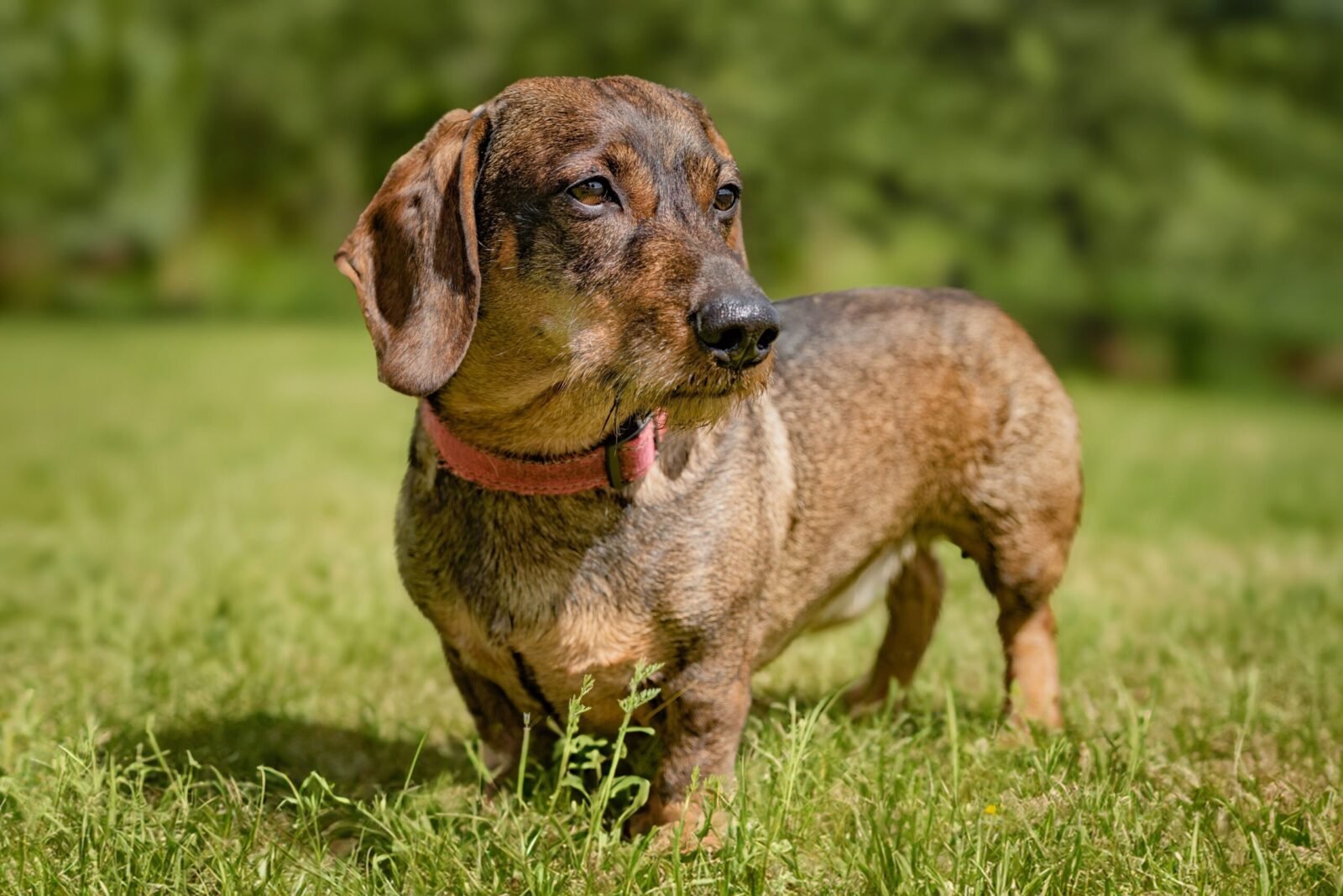 A brown dachshund dog wearing a collar stands alert in a sunlit meadow.