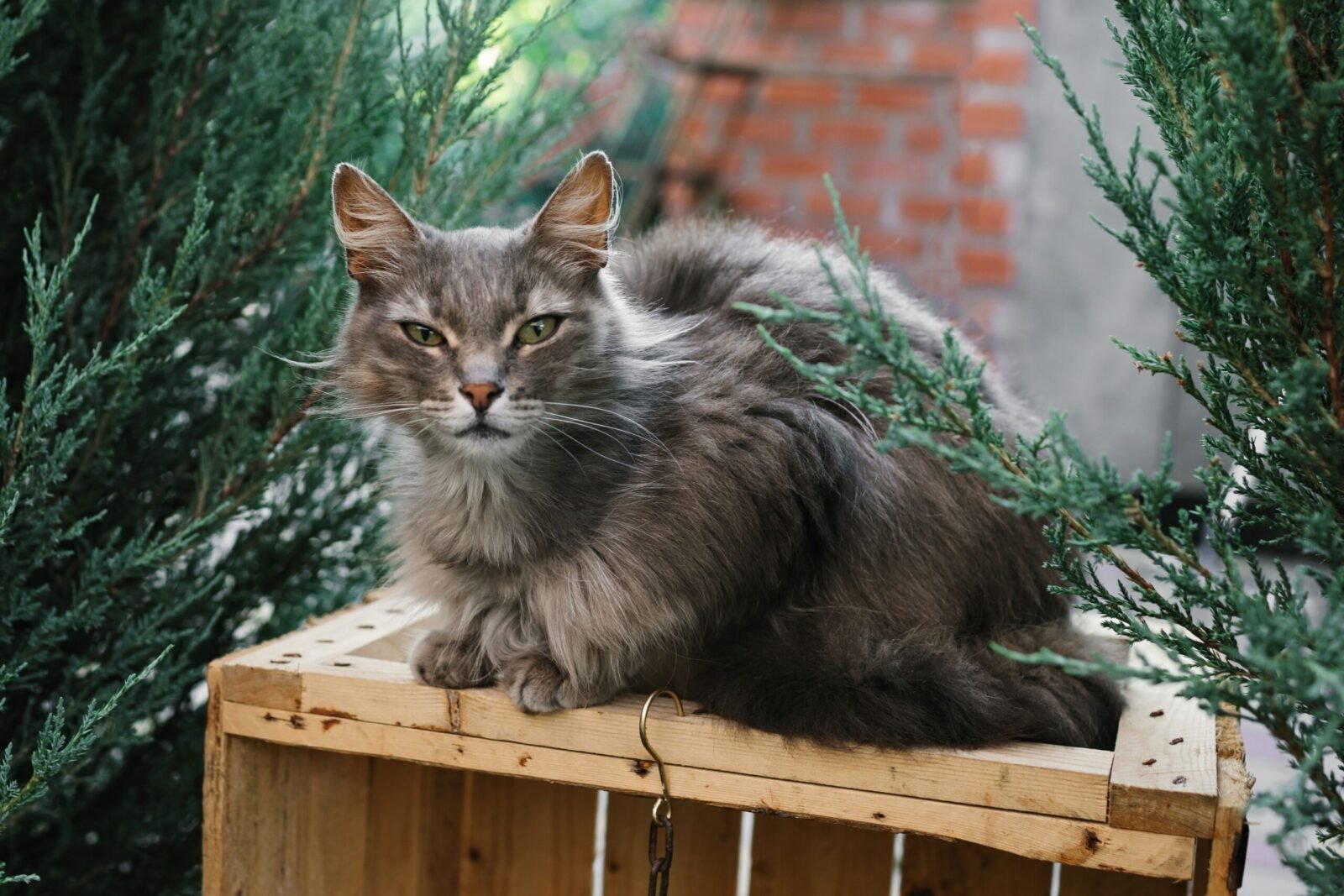 Charming grey cat lounging on a wooden crate, surrounded by greenery, creating a serene and natural scene.
