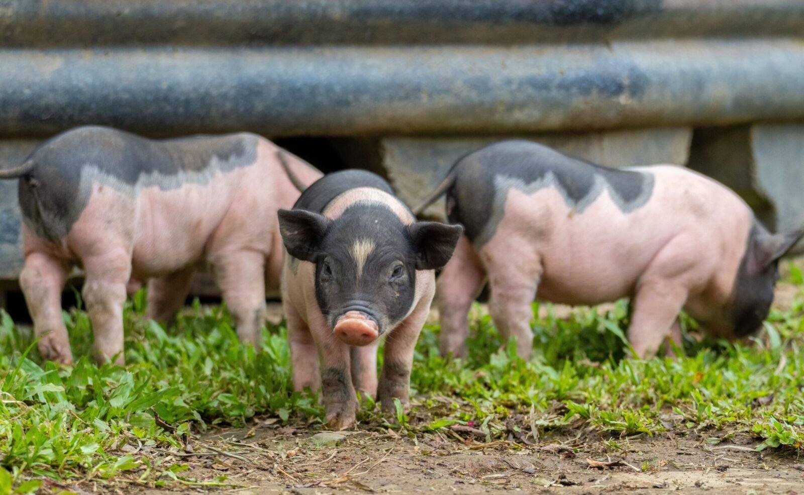 Adorable piglets on a farm, playfully exploring the grassy pasture. Perfect rural countryside scene.