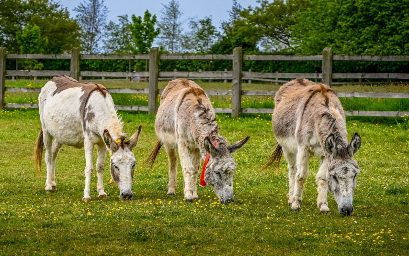 Three donkeys grazing peacefully in a Sidmouth pasture, England, surrounded by greenery.