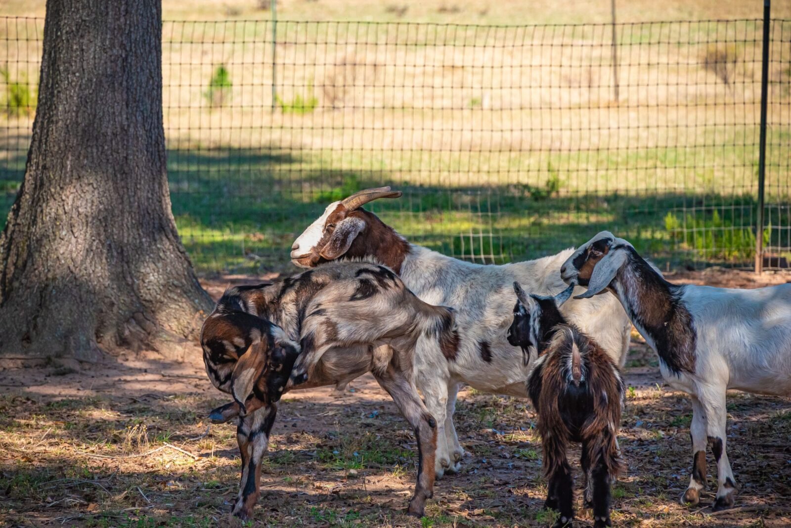 A herd of goats grazing in a sunny outdoor pasture, near a tree and fenced area.