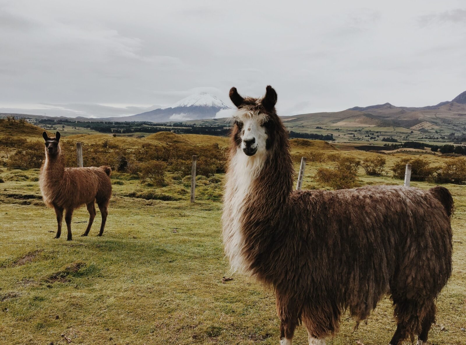 Llamas grazing with the Andean mountains in the background, showcasing Ecuador's natural beauty.