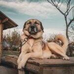 Kangal shepherd dog relaxing in a rural setting beside a wooden house. Calm, tranquil scene.