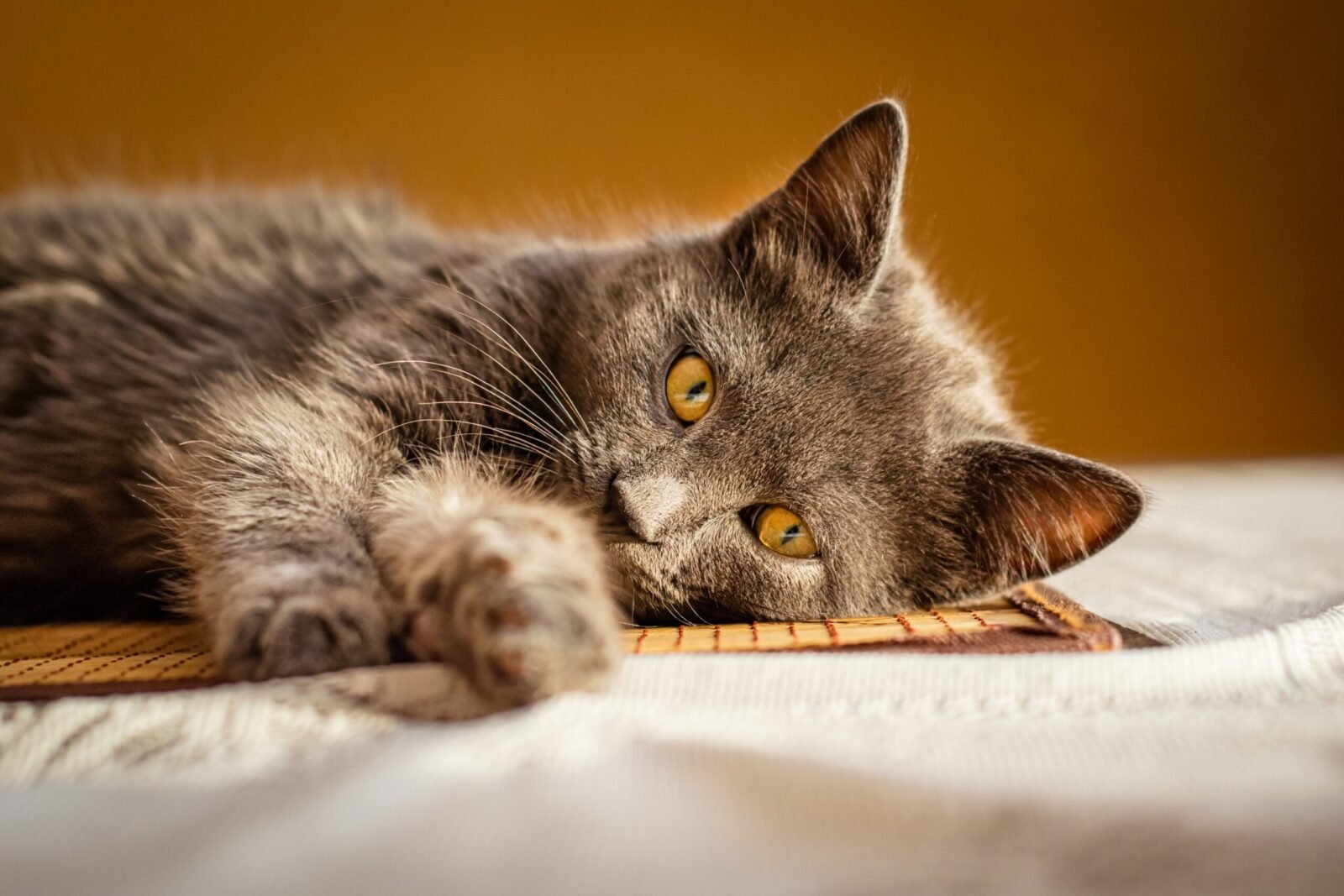 A fluffy gray cat lounging on a sunny surface, exuding comfort and warmth.
