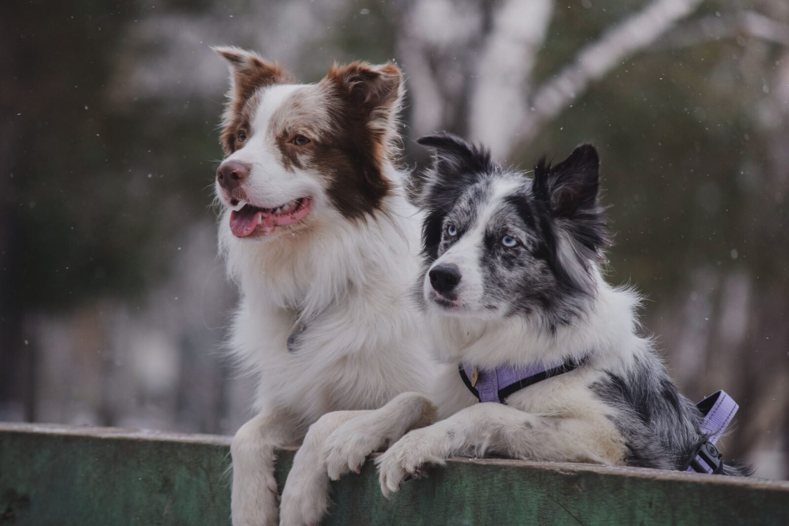 Charming picture of two Border Collies looking out during a snowy day.