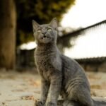 Gray cat sitting confidently on a city sidewalk with blurred background.