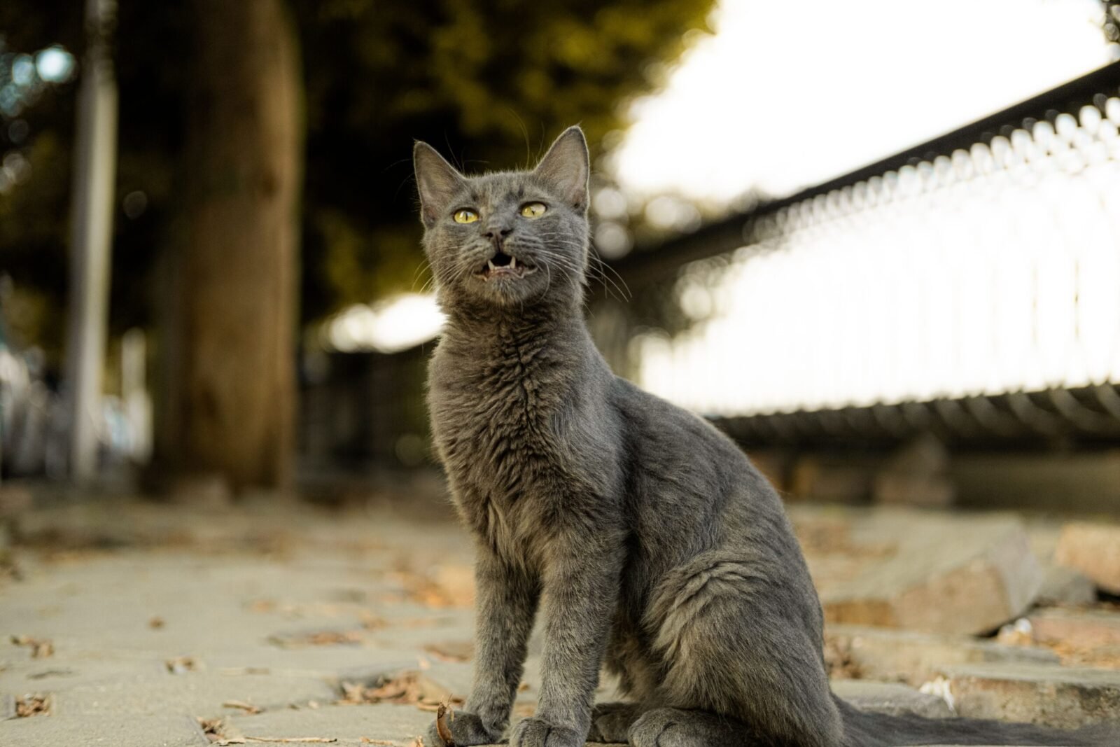 Gray cat sitting confidently on a city sidewalk with blurred background.