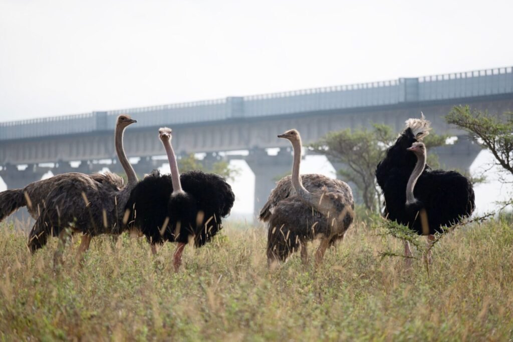 A group of ostriches standing in a grassy field near a bridge.