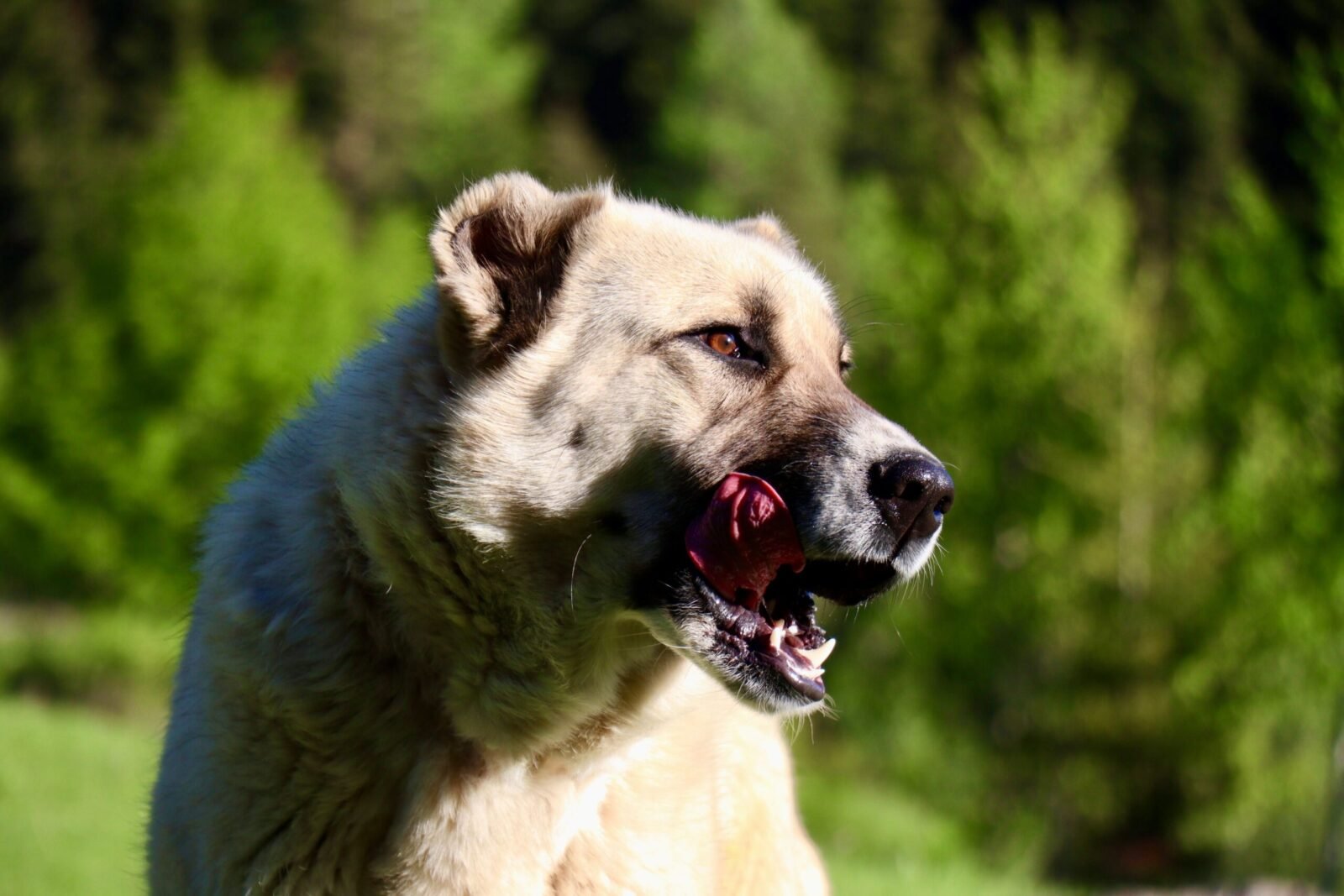 A captivating image of a Kangal dog in the vibrant forests of Artvin, Türkiye.