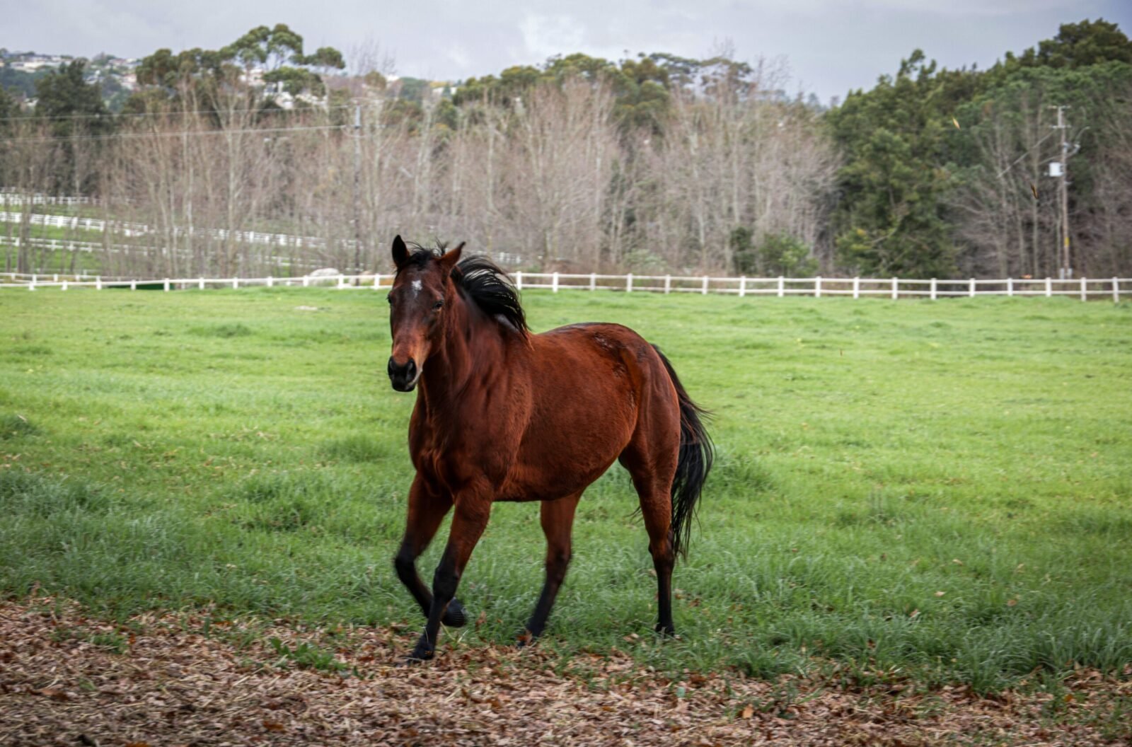 A beautiful brown horse stands gracefully in a lush green pasture, surrounded by nature.
