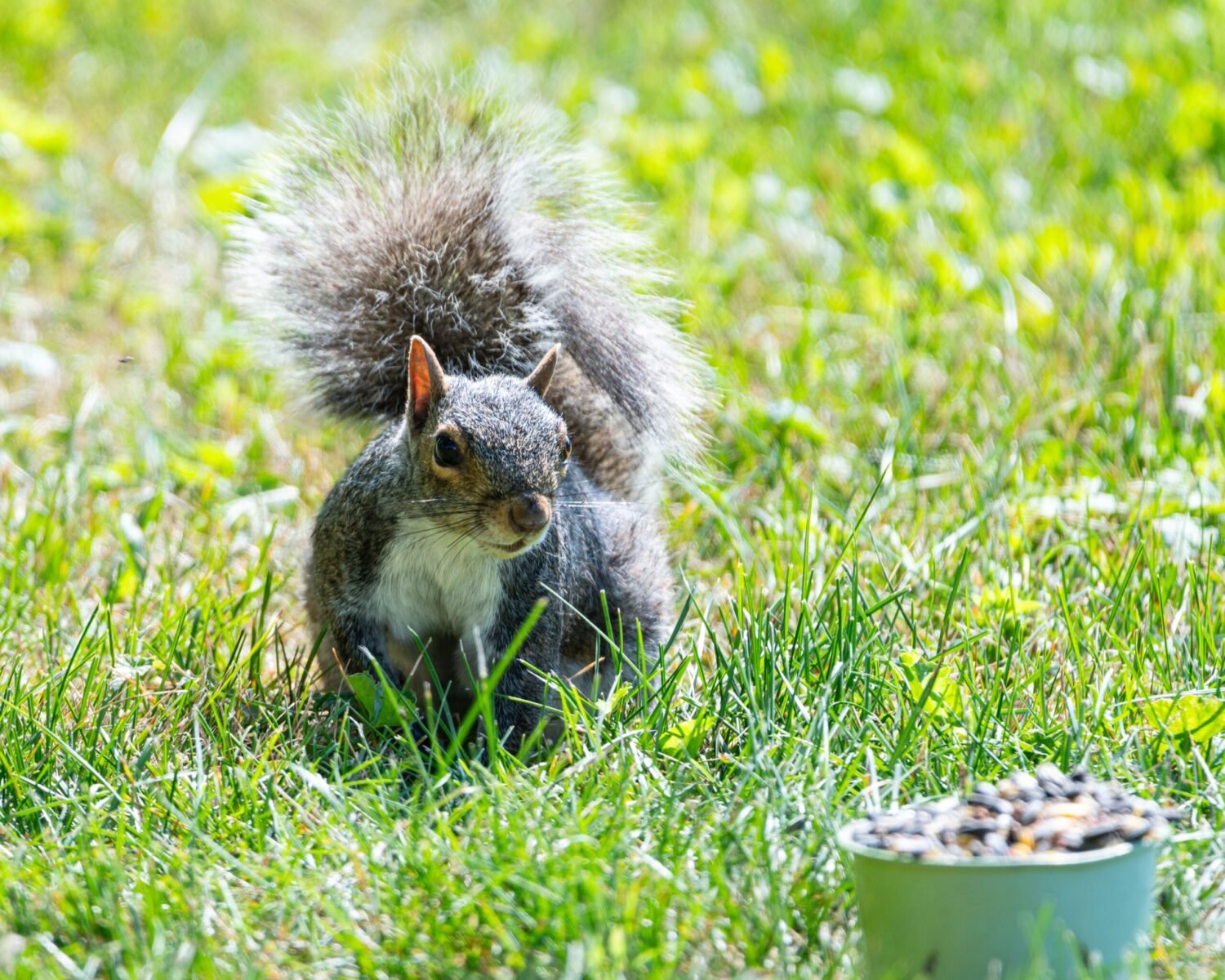 An Eastern Gray Squirrel munching seeds in a sunlit Canonsburg park.