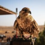 A stunning falcon rests atop a perch in a serene desert setting, capturing nature's beauty.