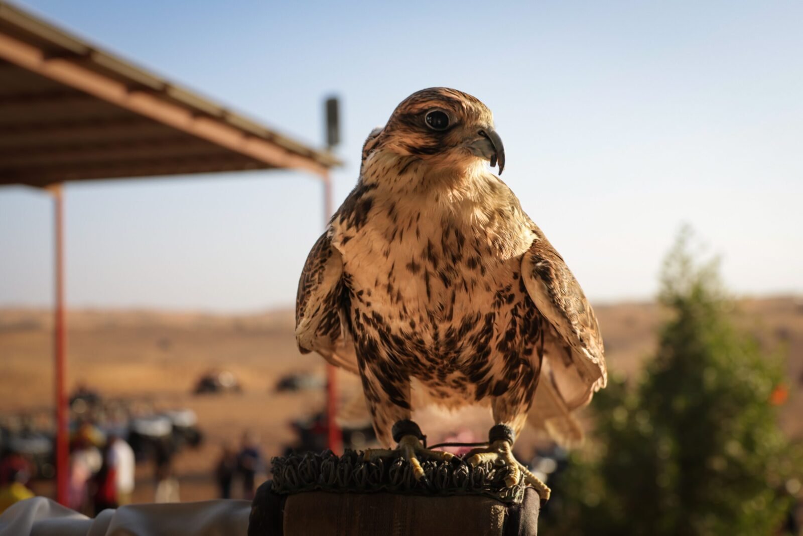 A stunning falcon rests atop a perch in a serene desert setting, capturing nature's beauty.