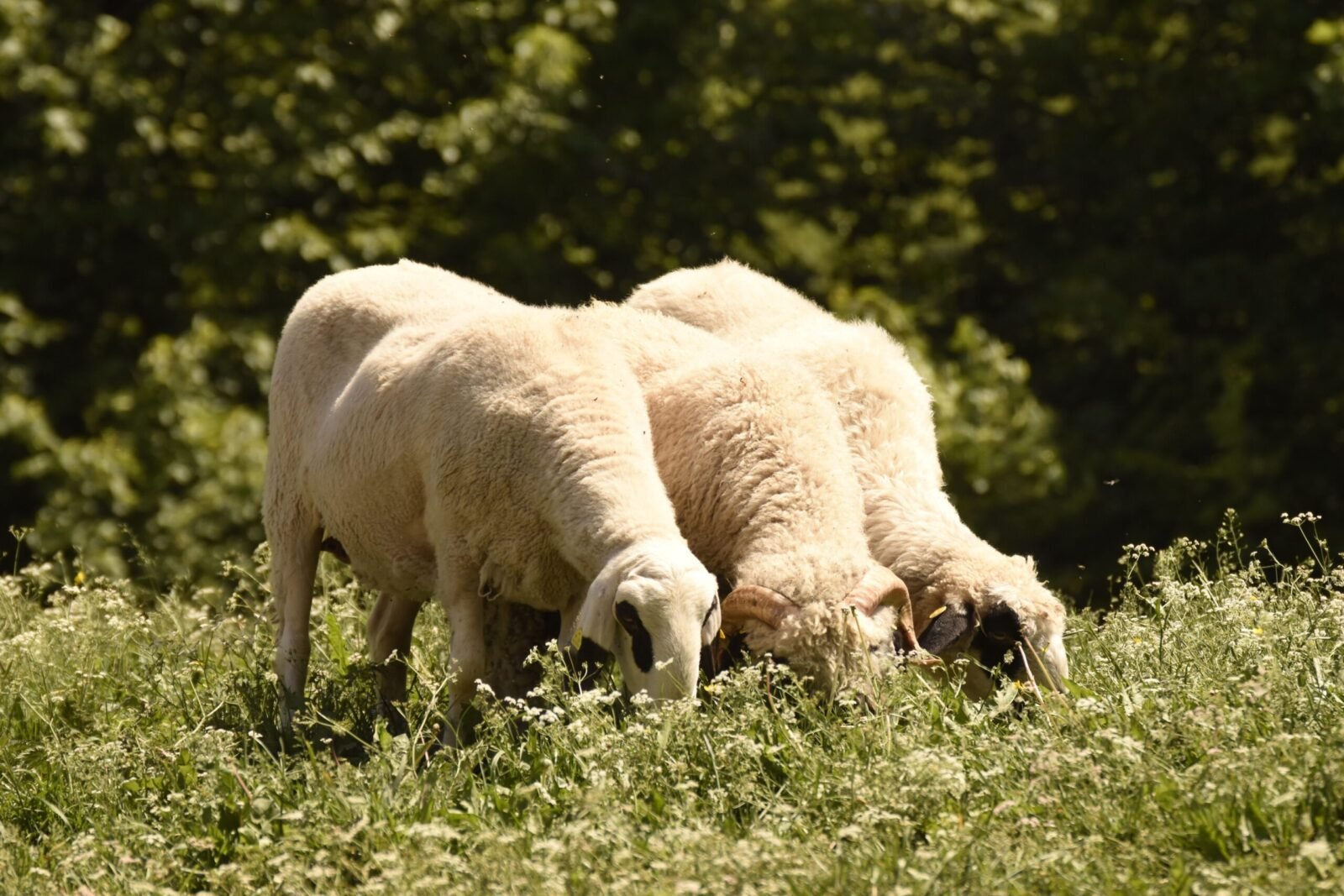 Three sheep grazing peacefully in a sunlit meadow, showcasing livestock in nature.