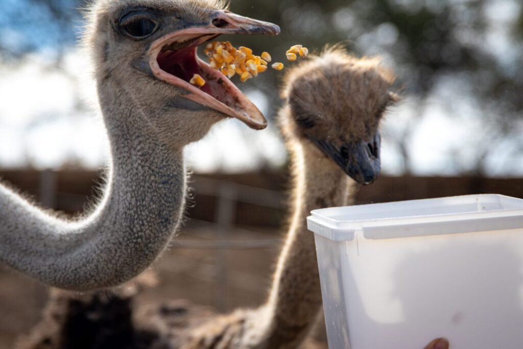 Captivating close-up of two ostriches eagerly eating corn outdoors, showcasing wildlife behavior.