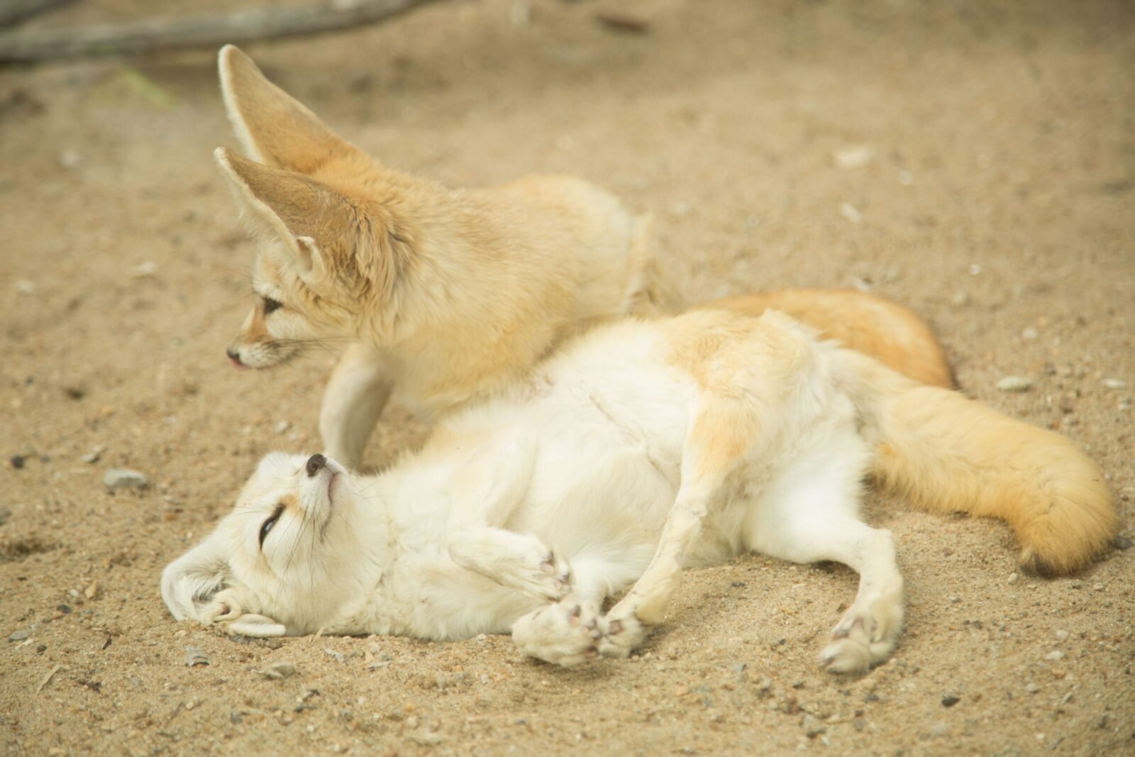Two fennec foxes resting and playing on sandy ground, showcasing natural wildlife behavior.