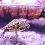 turtle, trachemys scripta, water turtle, aquarium, young animal, reptile, aquatic, slow, shell, underwater, nature, animal, pets, yellow-bellied, yellow-bellied slider, lilac water, lilac animals, lilac pets
