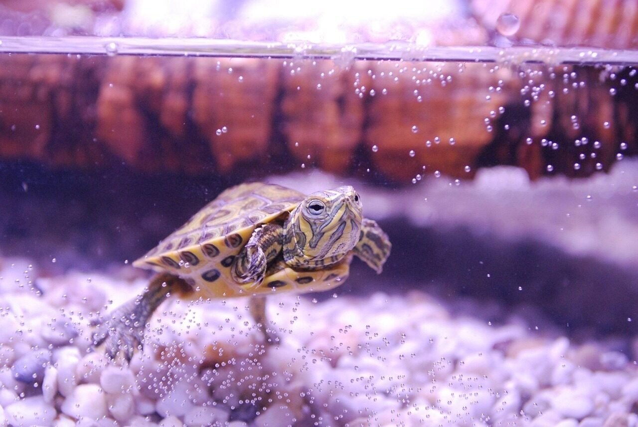 turtle, trachemys scripta, water turtle, aquarium, young animal, reptile, aquatic, slow, shell, underwater, nature, animal, pets, yellow-bellied, yellow-bellied slider, lilac water, lilac animals, lilac pets