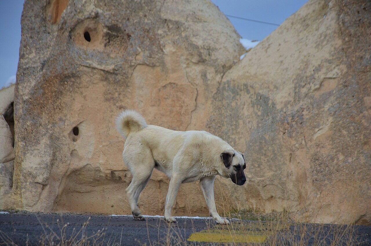 dog, pet, dogs, animal, kangal, rock, road, winter, landmark, mountains, landscape, tourist attraction, nature, brown road