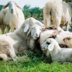 sheep, meadow, white, farm, sheep, sheep, sheep, sheep, sheep