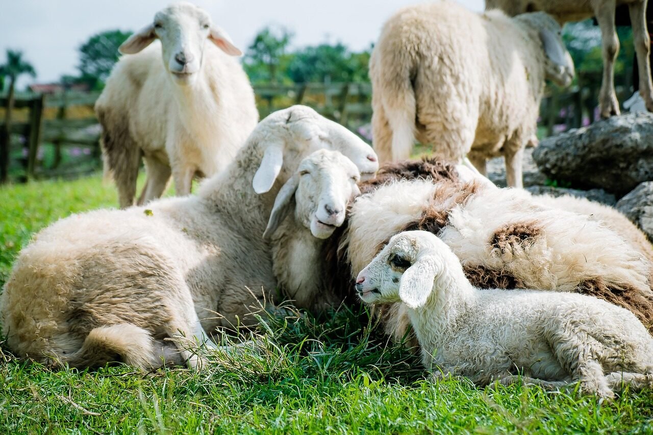 sheep, meadow, white, farm, sheep, sheep, sheep, sheep, sheep