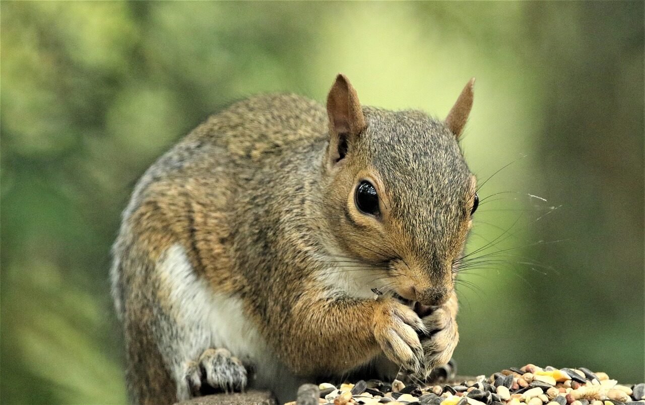 squirel, rodent, animal, wildlife, wilderness, nibbling, nature, squirel, squirel, squirel, squirel, squirel