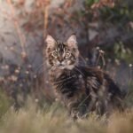 cat, maine coon, kitten, cute, kitty, nature, pet, animal, feline, portrait, cat, cat, cat, cat, cat, maine coon, kitten