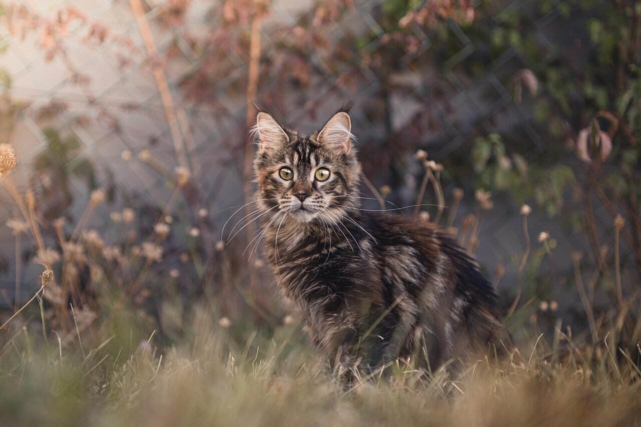 cat, maine coon, kitten, cute, kitty, nature, pet, animal, feline, portrait, cat, cat, cat, cat, cat, maine coon, kitten
