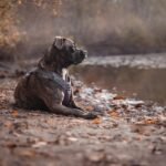 pitbull, dog, fall, domestic animal, nature, pet, animal, pooch, forest, leaves, lake, autumn