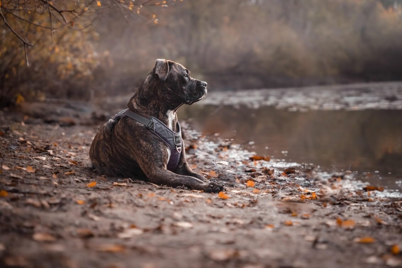 pitbull, dog, fall, domestic animal, nature, pet, animal, pooch, forest, leaves, lake, autumn