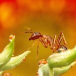 ant, insect, bug, plants, animal, wildlife, garden, nature