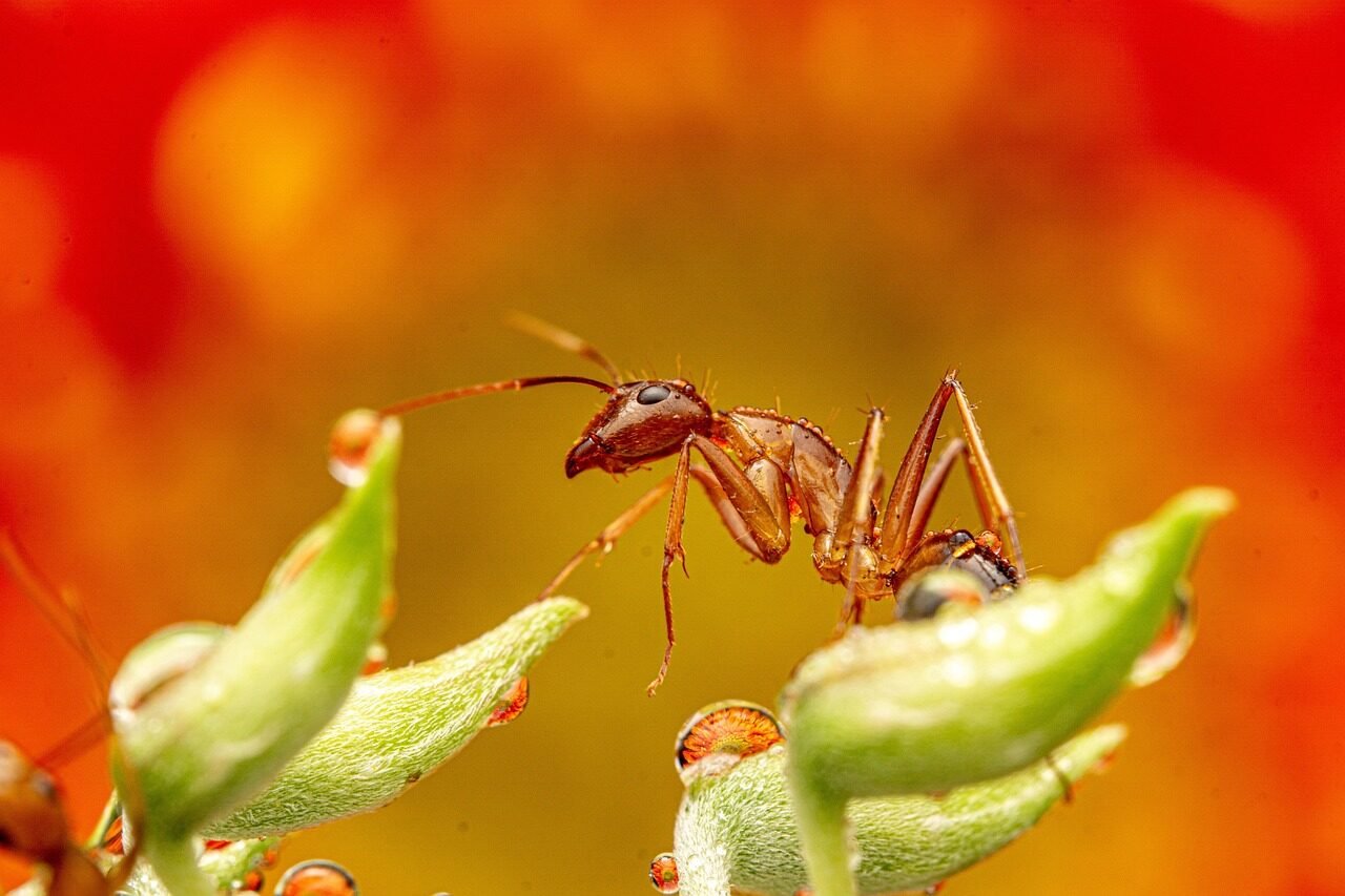 ant, insect, bug, plants, animal, wildlife, garden, nature