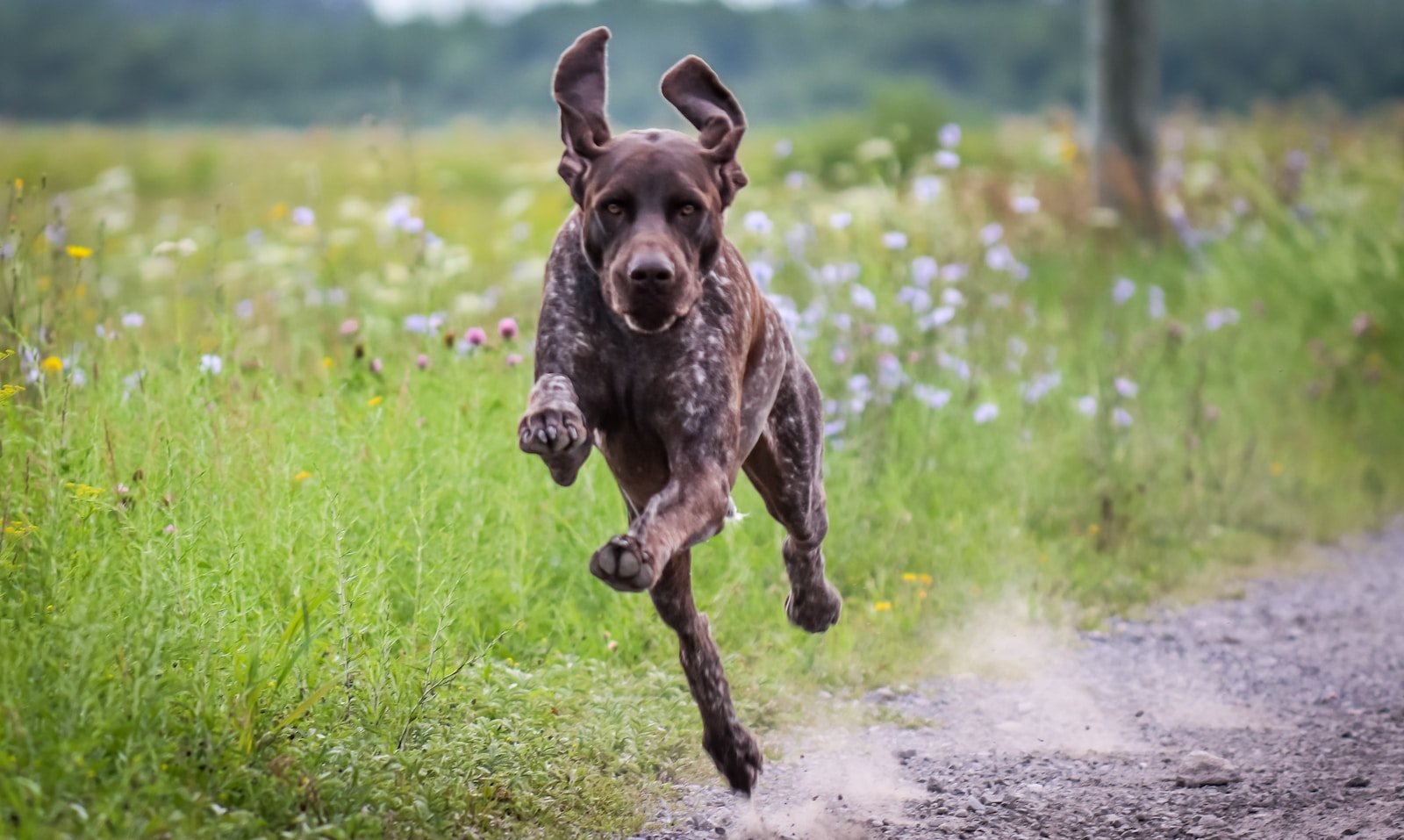 a dog running in a field of flowers