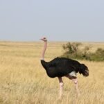 an ostrich standing in the middle of a field