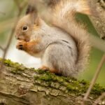 brown squirrel on brown tree trunk