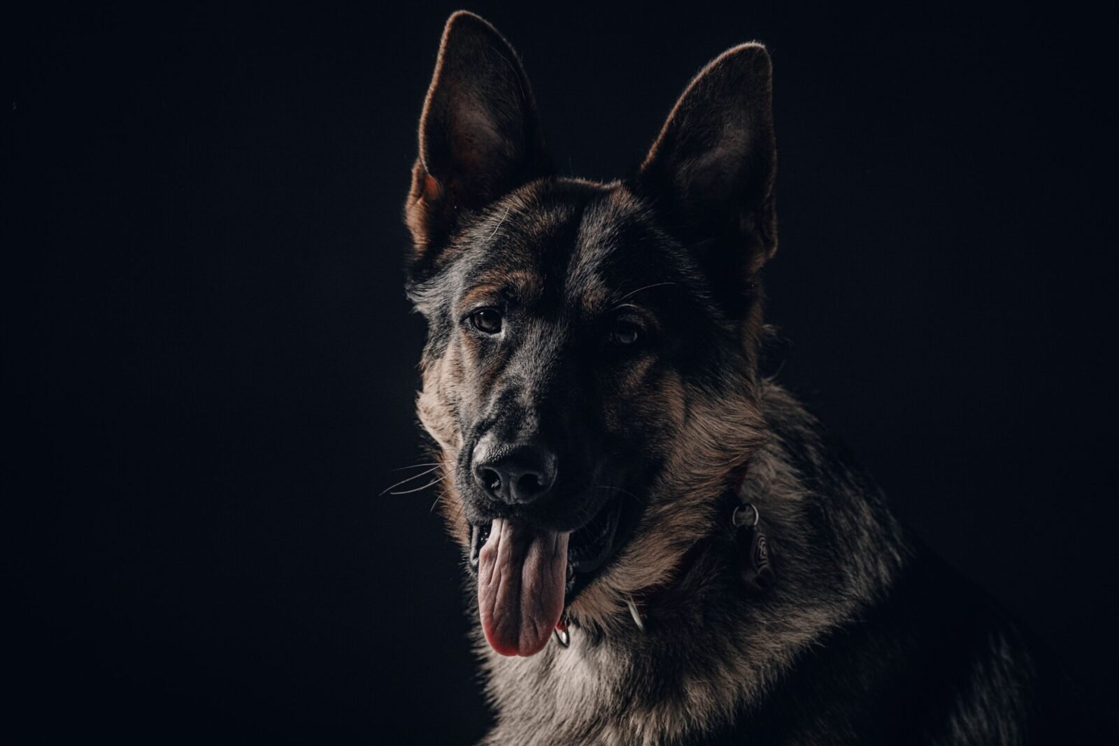 Adorable German Shepherd dog portrait with tongue out on black background.