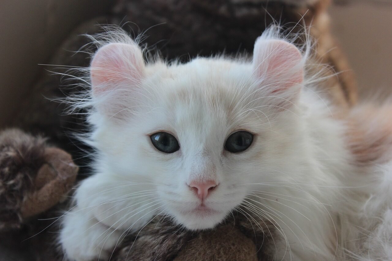 american curl, kitten, cat cute, nature, ears, pet, feline, animal, adorable, animals, furry, cat